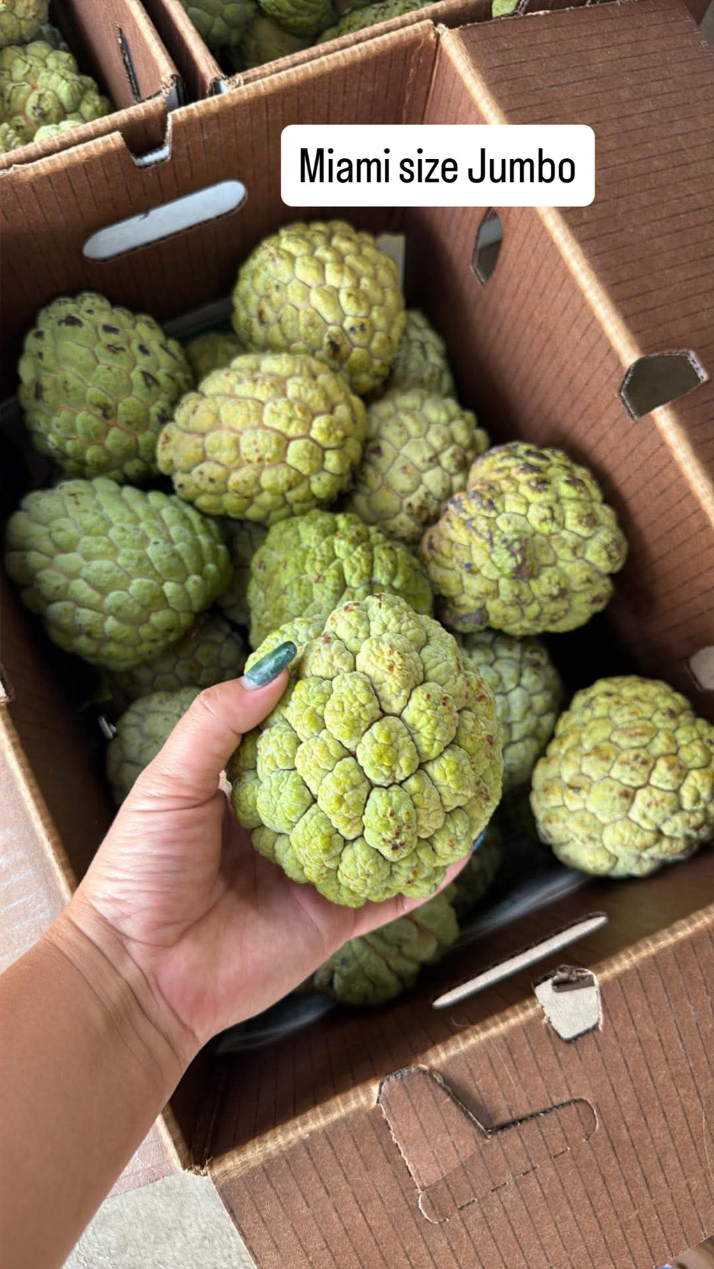 MẴNG CẦU NA FLORIDA 1 box 10lbs