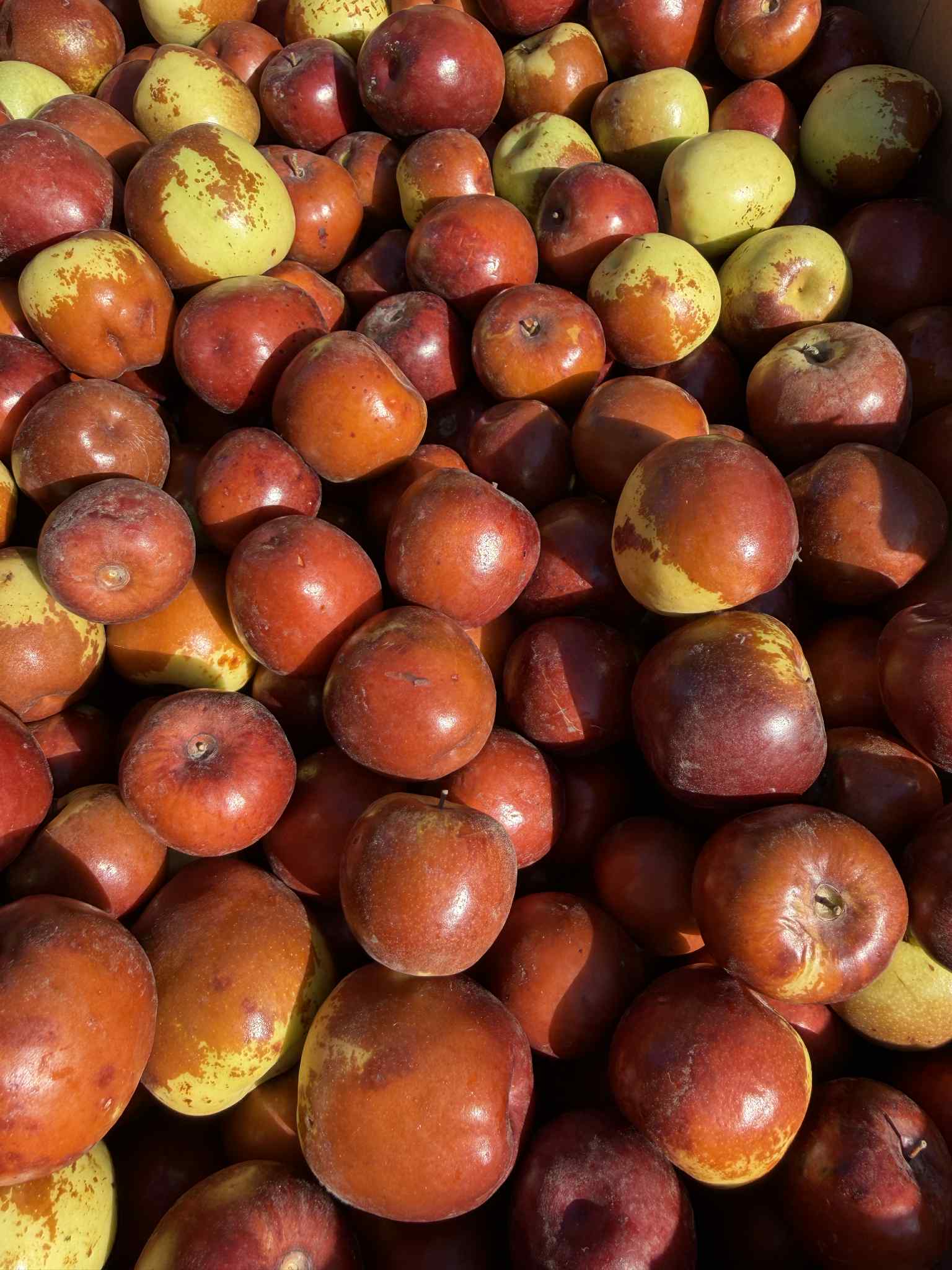 Táo Tàu Dongzao | Winter jujube | Freeship Overnight