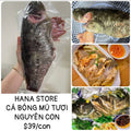 CÁ BÓNG MÚ TƯƠI NGUYÊN CON