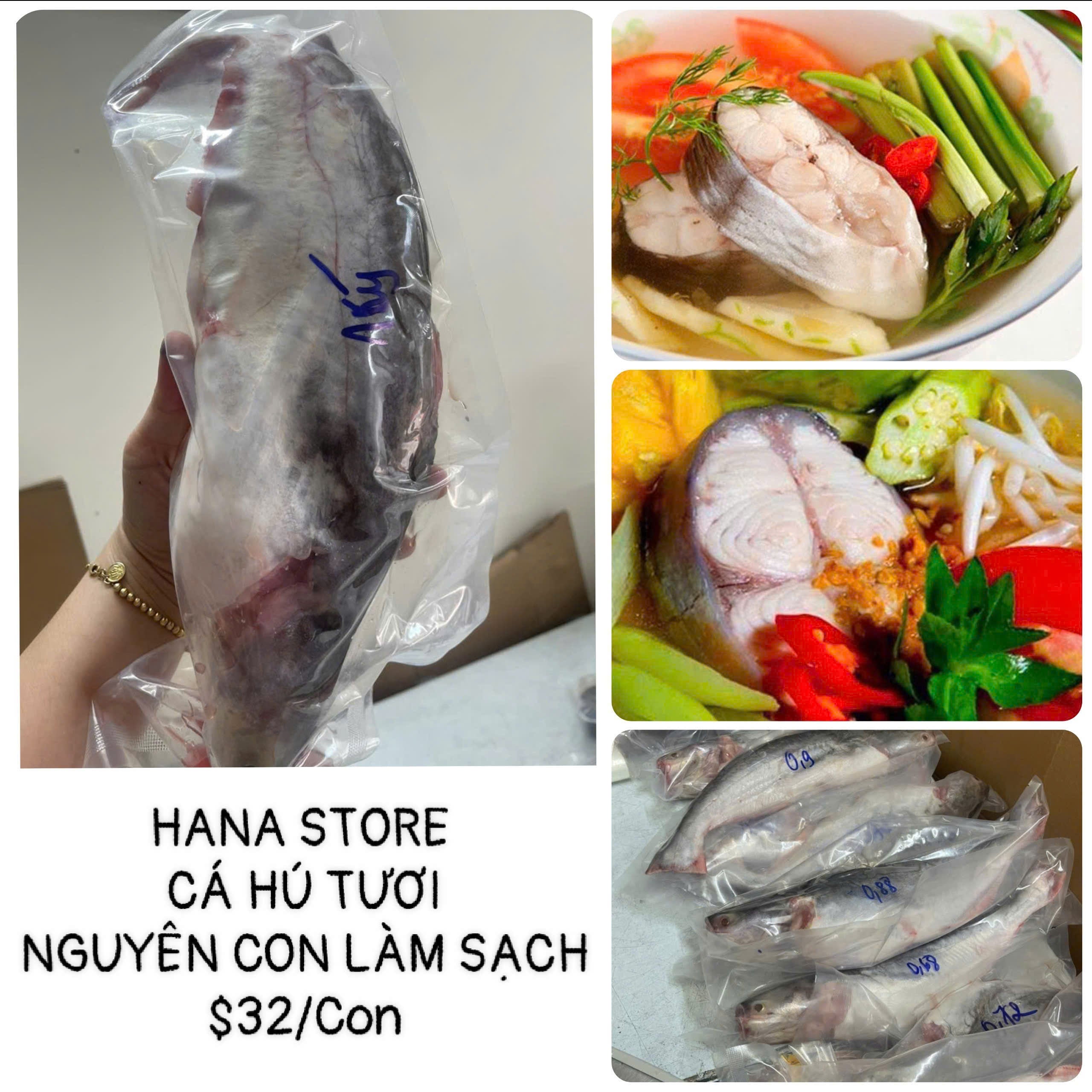 CÁ HÚ TƯƠI NGUYÊN CON