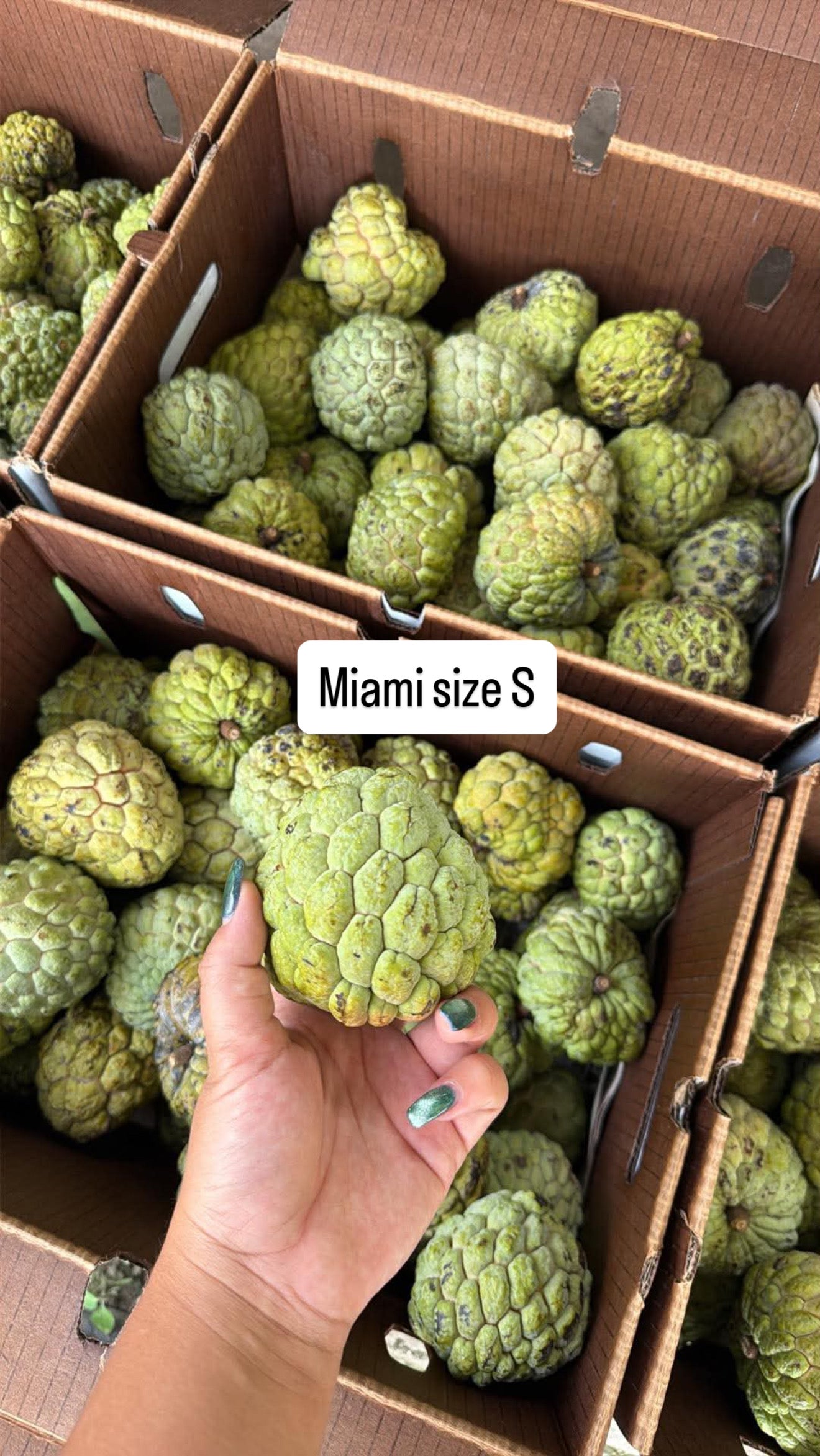 MẴNG CẦU NA FLORIDA 1 box 10lbs