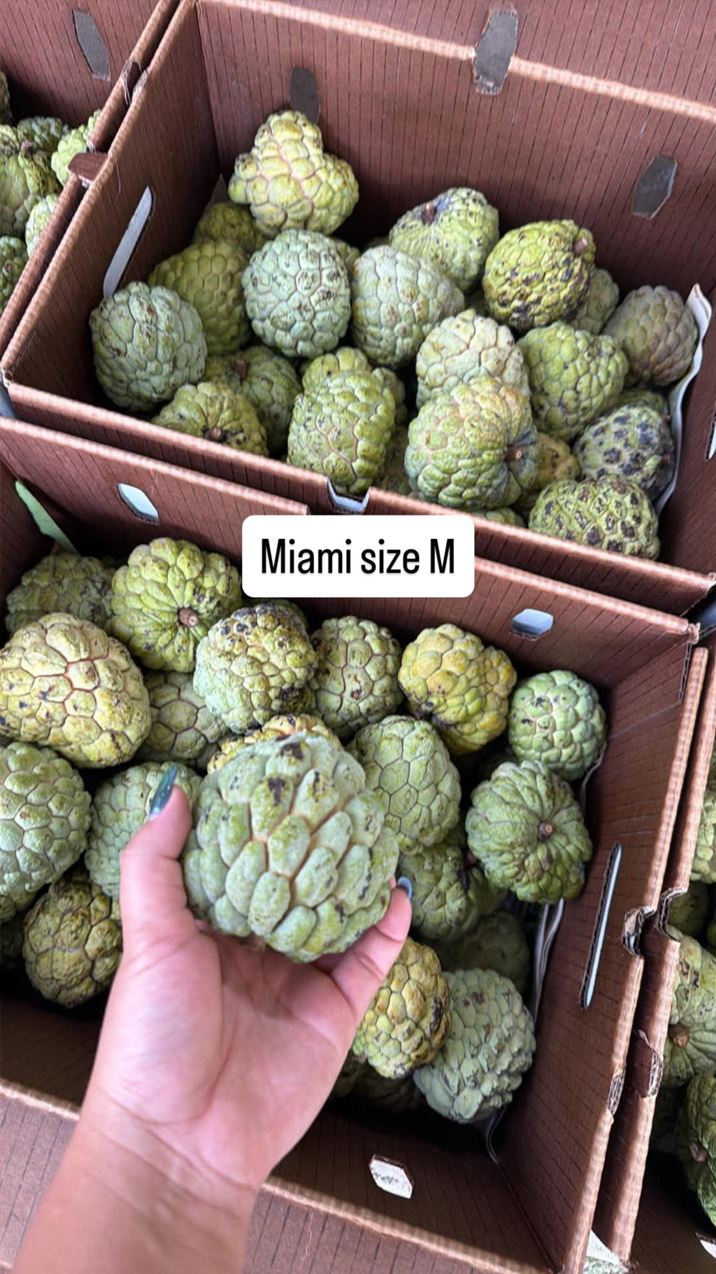 MẴNG CẦU NA FLORIDA 1 box 10lbs