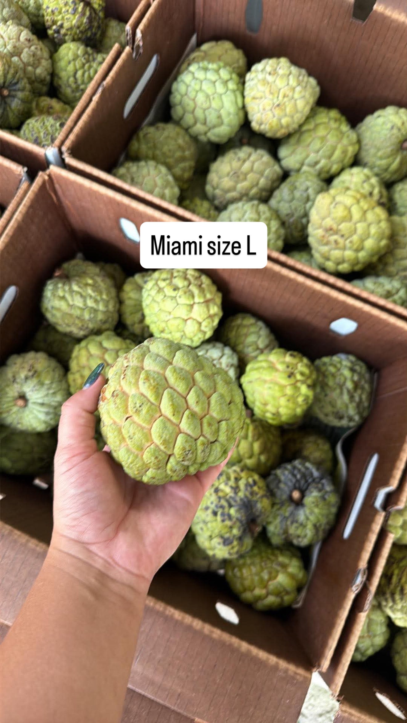 MẴNG CẦU NA FLORIDA 1 box 10lbs