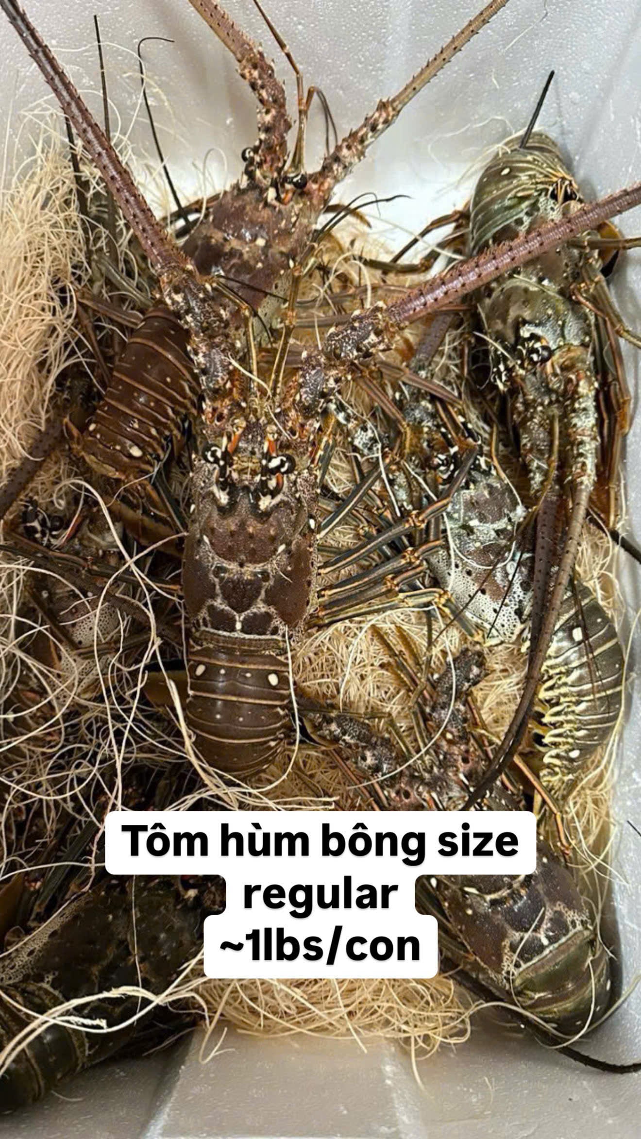 TÔM HÙM BÔNG FLORIDA TƯƠI SỐNG - LIVE SPINNY LOBSTER FLORIDA - FREESHIPPING OVN