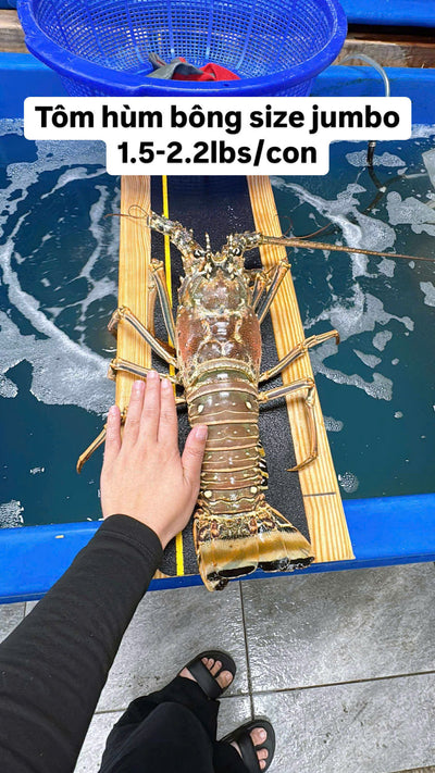 TÔM HÙM BÔNG FLORIDA TƯƠI SỐNG - LIVE SPINNY LOBSTER FLORIDA - FREESHIPPING OVN