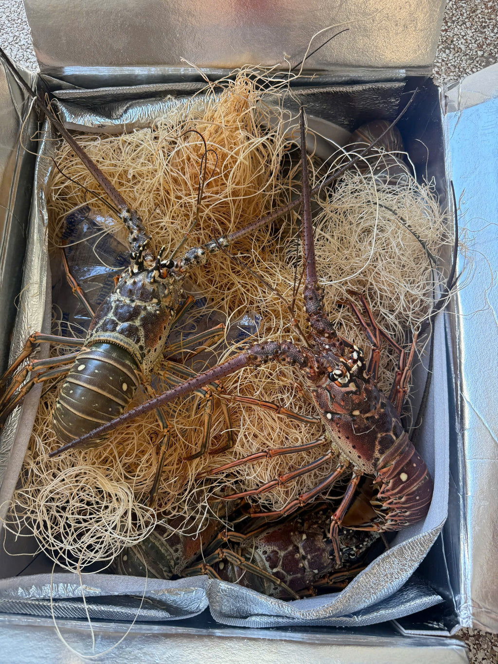 TÔM HÙM BÔNG FLORIDA TƯƠI SỐNG - LIVE SPINNY LOBSTER FLORIDA - FREESHIPPING OVN