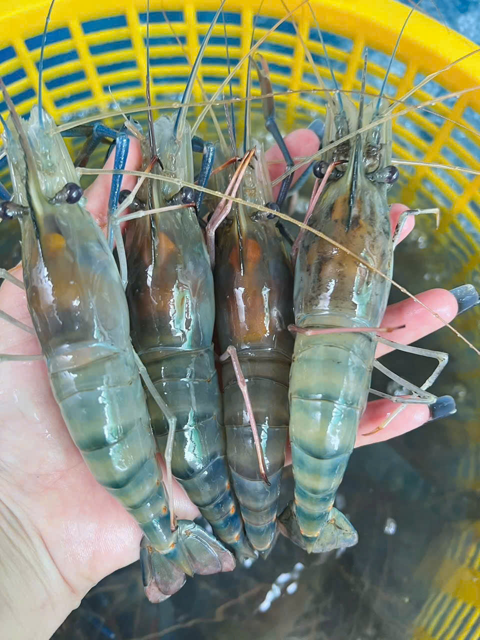 TÔM CÀNG GẠCH SON