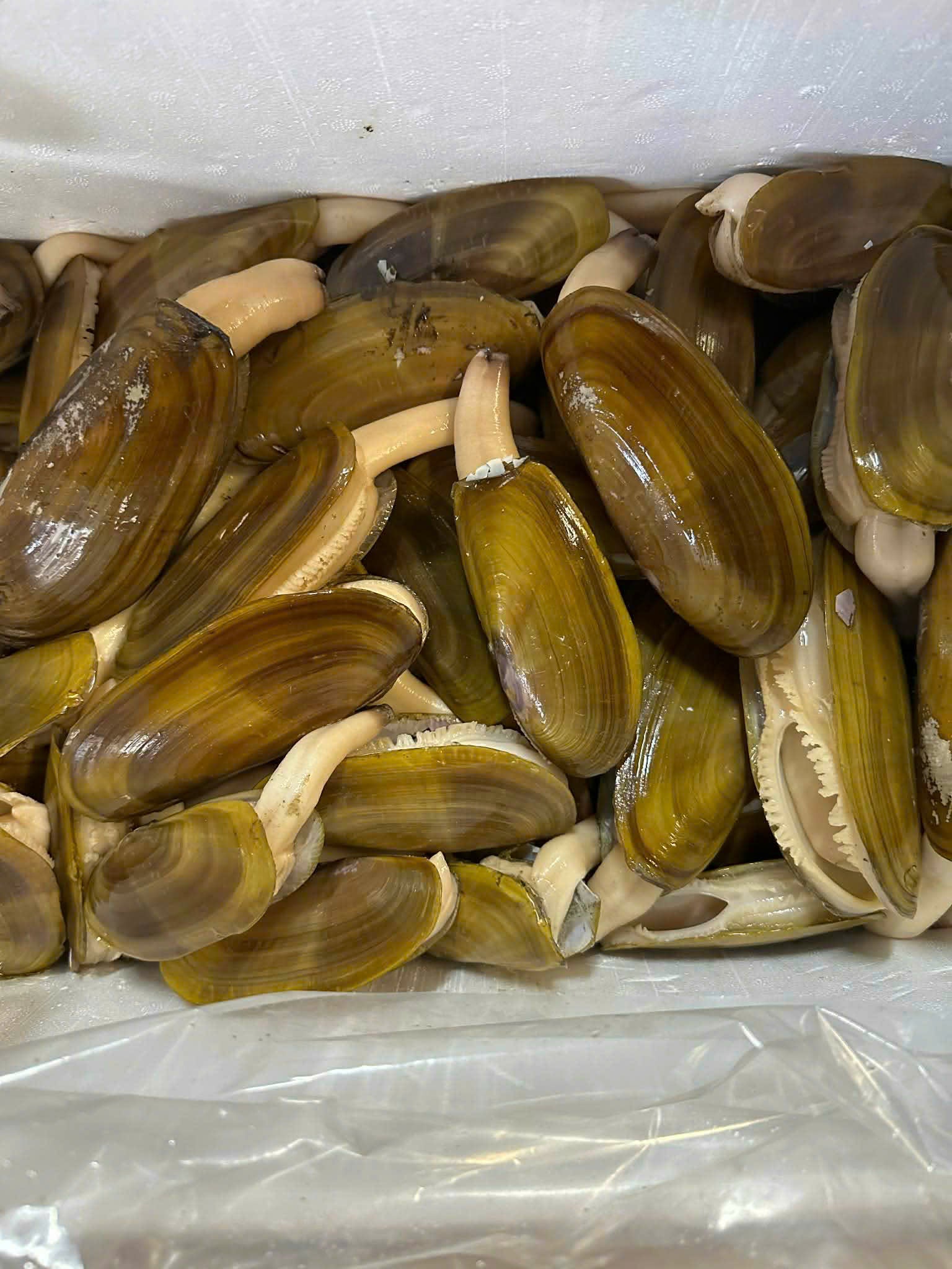 TU HÀI TƯƠI SỐNG 100% (bơi trong hồ)