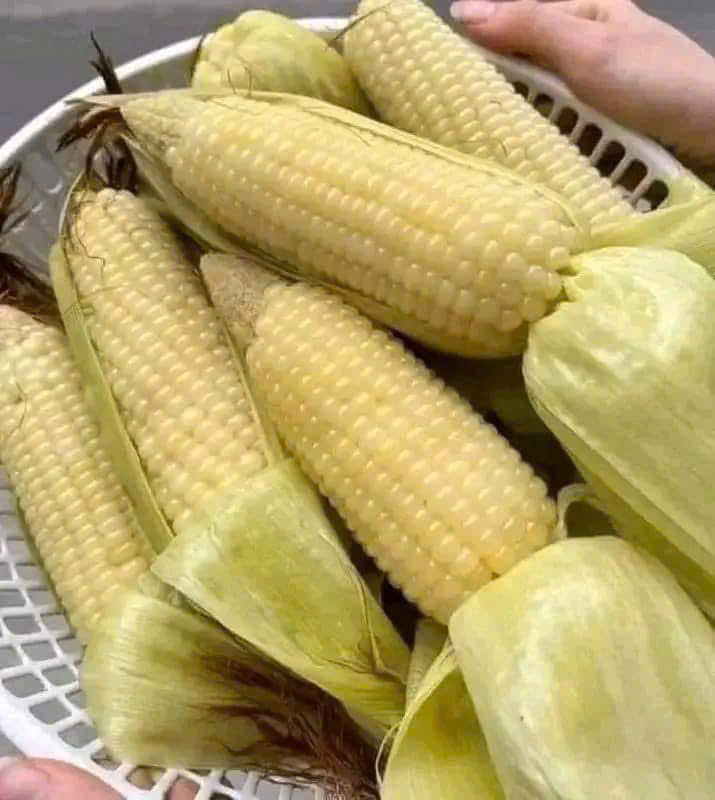 Bắp nếp dẻo