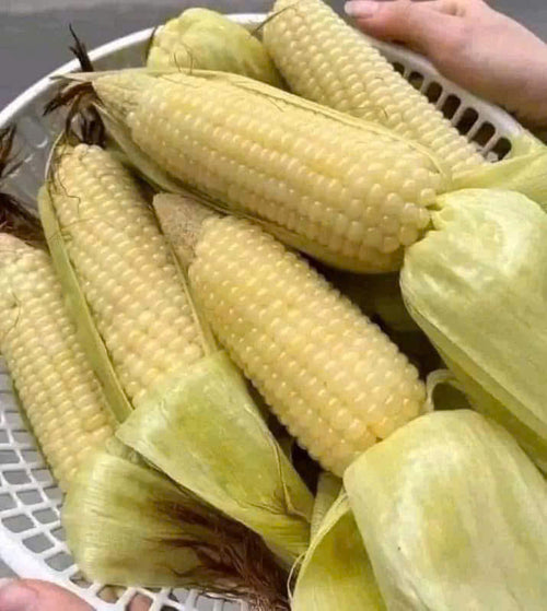 Bắp nếp dẻo