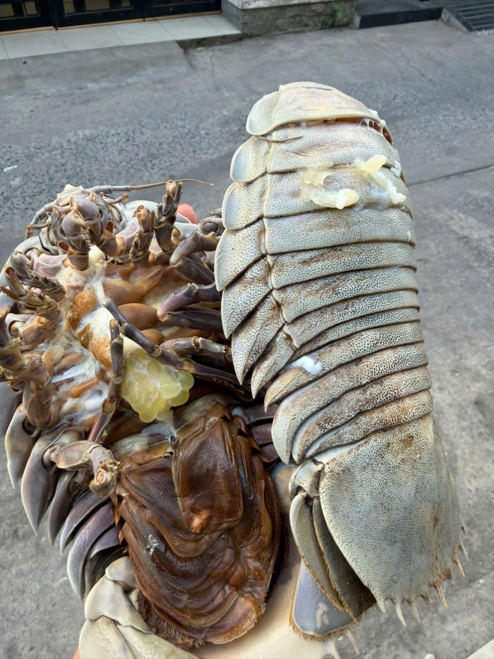 BỌ BIỂN NƯỚNG MỠ HÀNH
