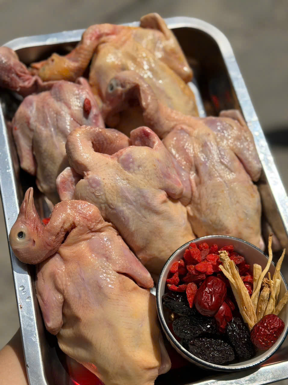 BỒ CÂU RA RÀNG