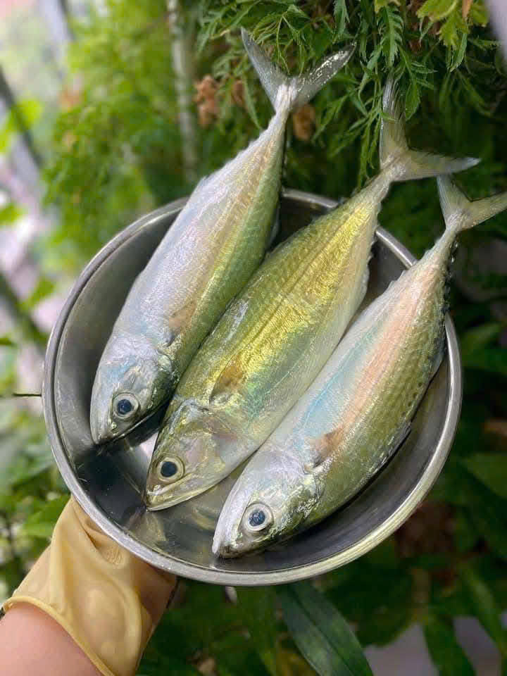 CÁ BẠC MÁ SIZE TO