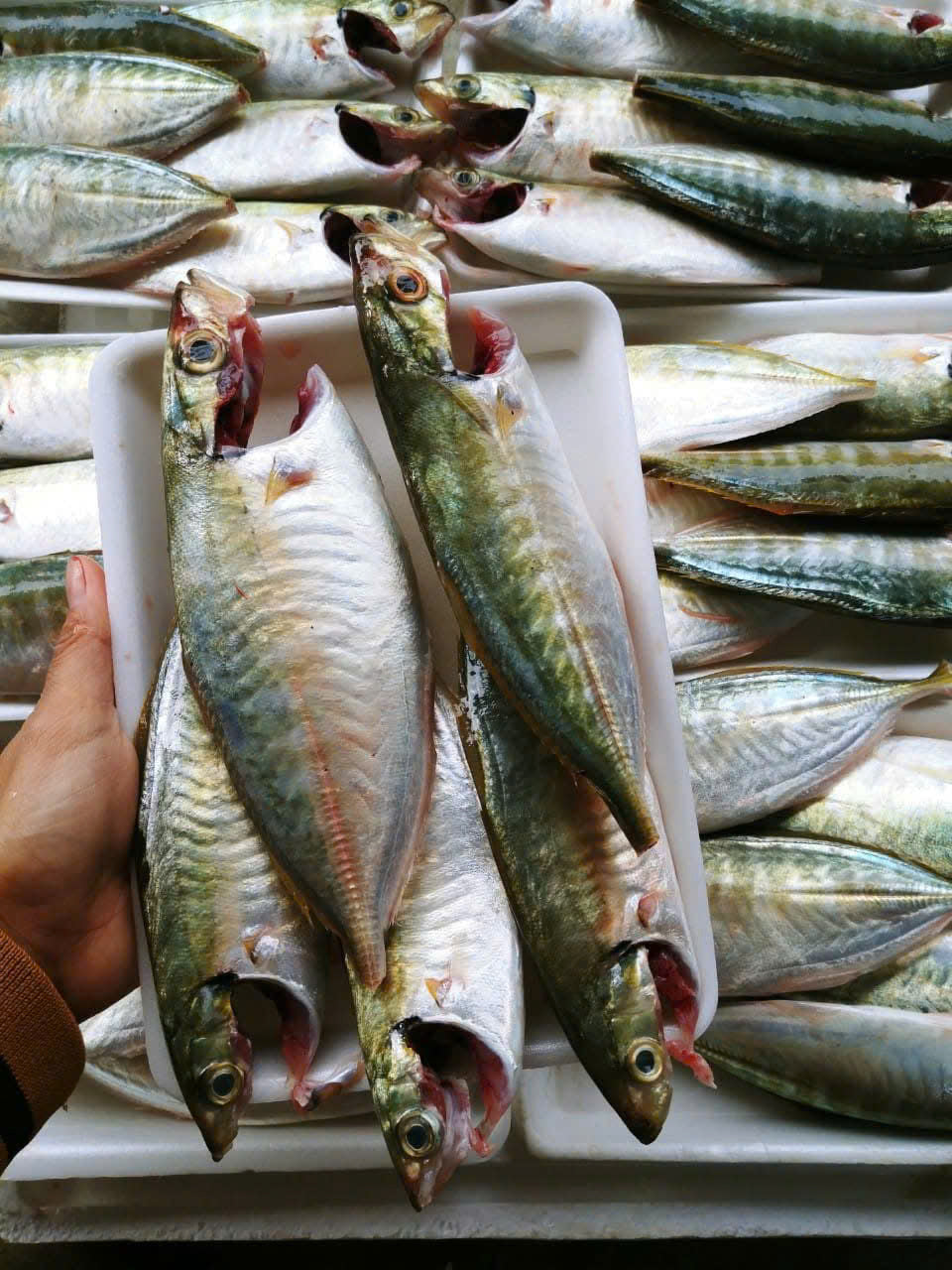 CÁ BẠC MÁ SIZE TO