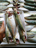 CÁ BẠC MÁ SIZE TO