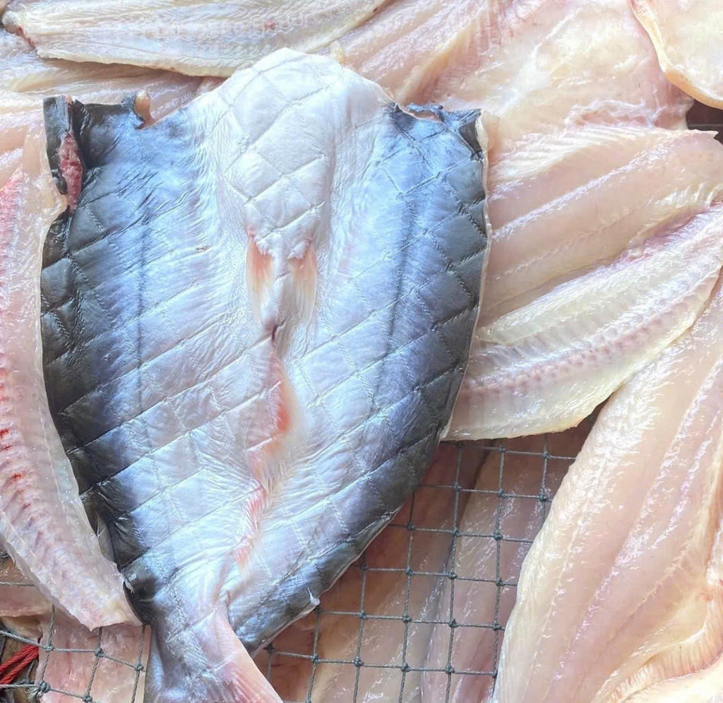 CÁ DỨA NGUYÊN CON 1 NẮNG