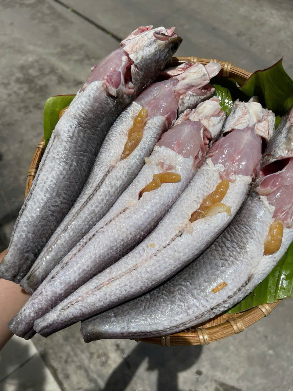 CÁ LÓC TRỨNG