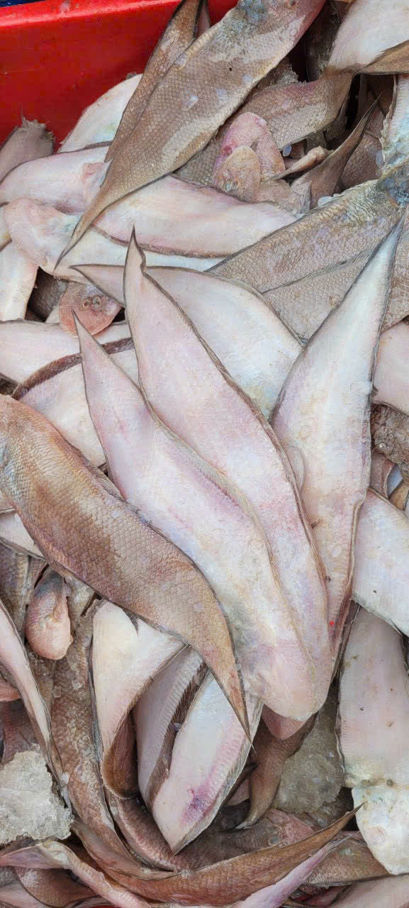 CÁ LƯỠI TRÂU TƯƠI SIZE LỚN