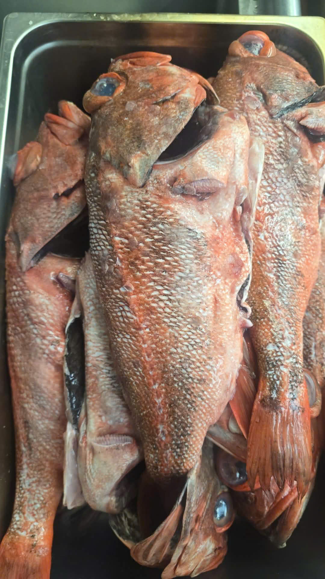 Cá mú đá mang đen (Blackgill rockfish)