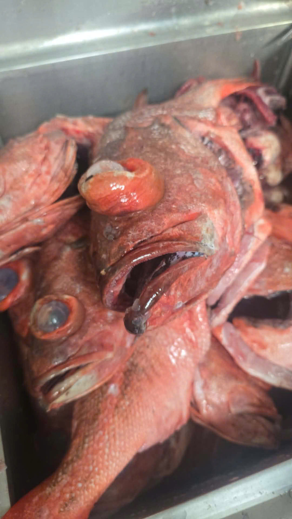Cá mú đá mang đen (Blackgill rockfish)
