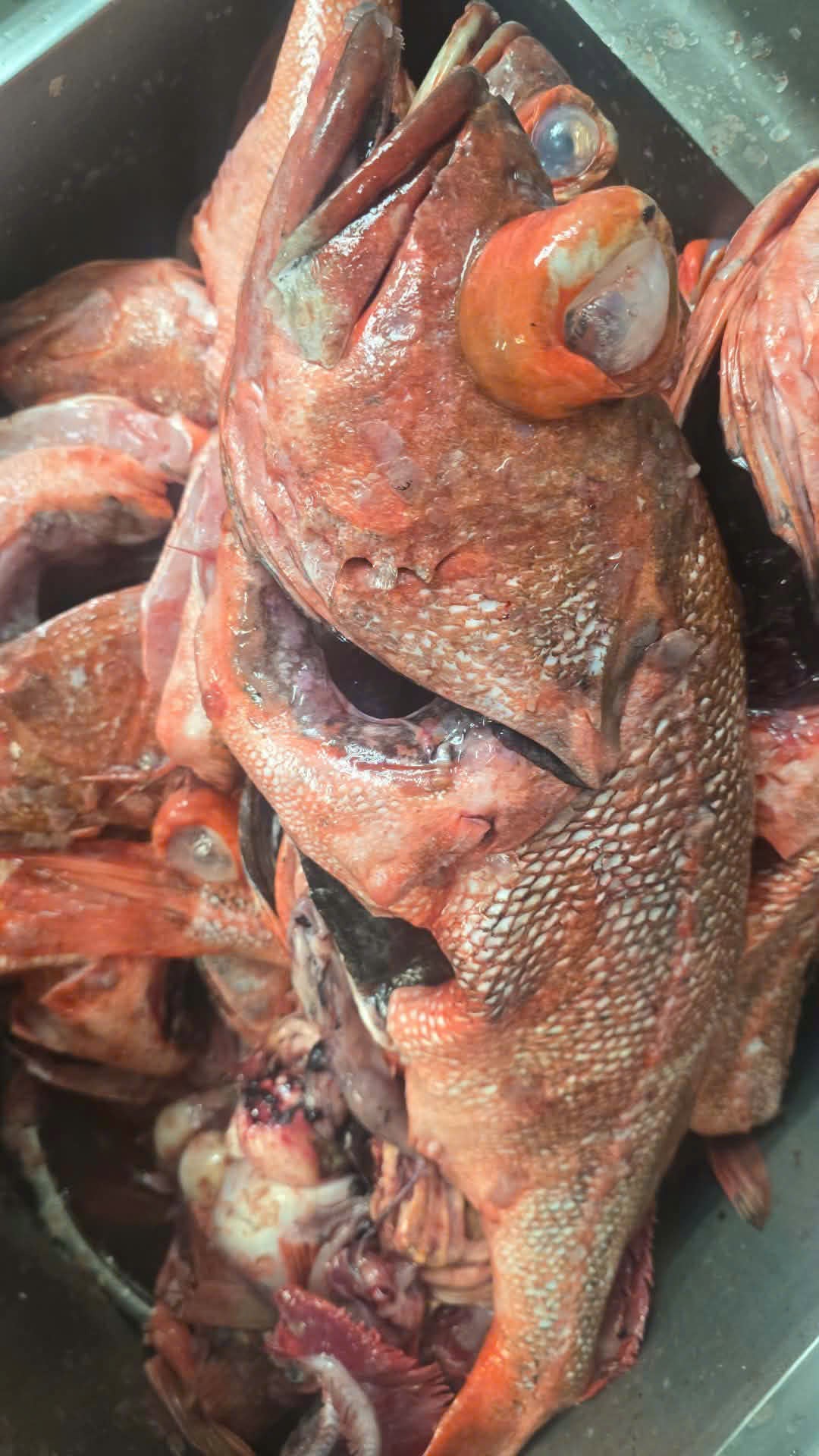 Cá mú đá mang đen (Blackgill rockfish)