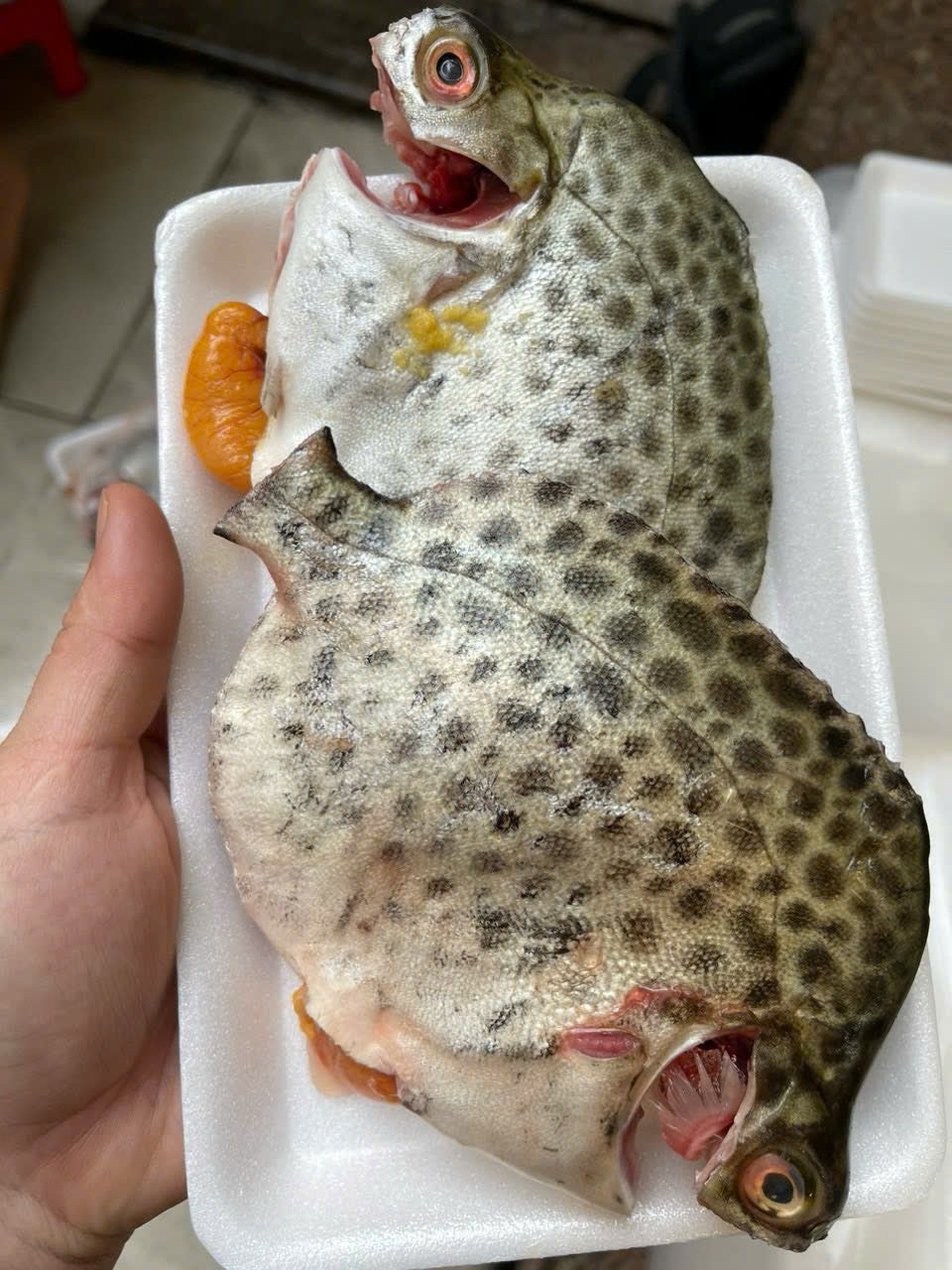CÁ NÂU TRỨNG