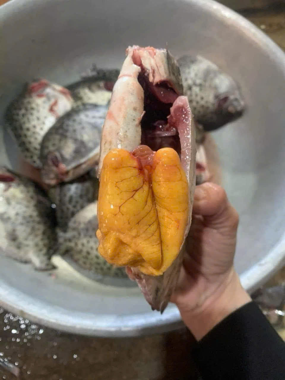CÁ NÂU TRỨNG