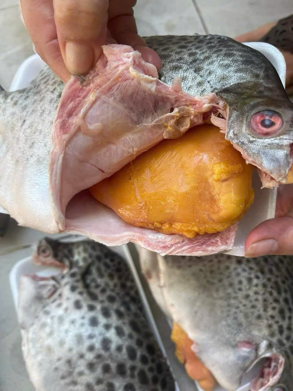 CÁ NÂU TRỨNG