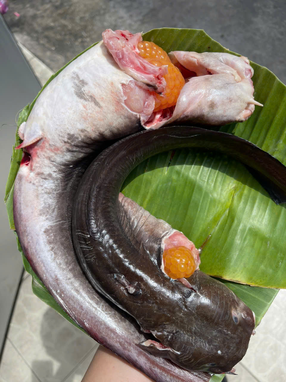 Cá ngát ôm trứng