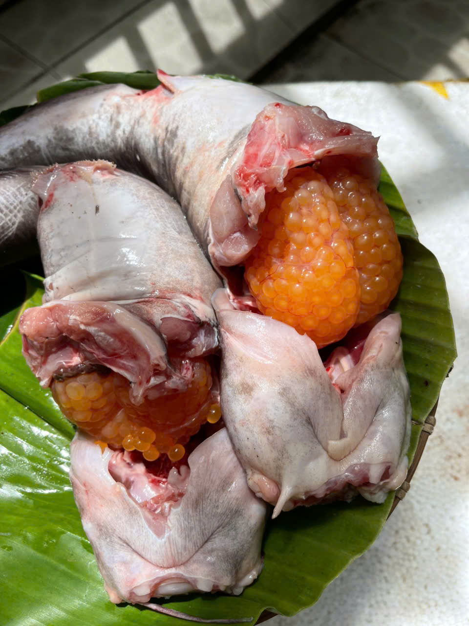 Cá ngát ôm trứng