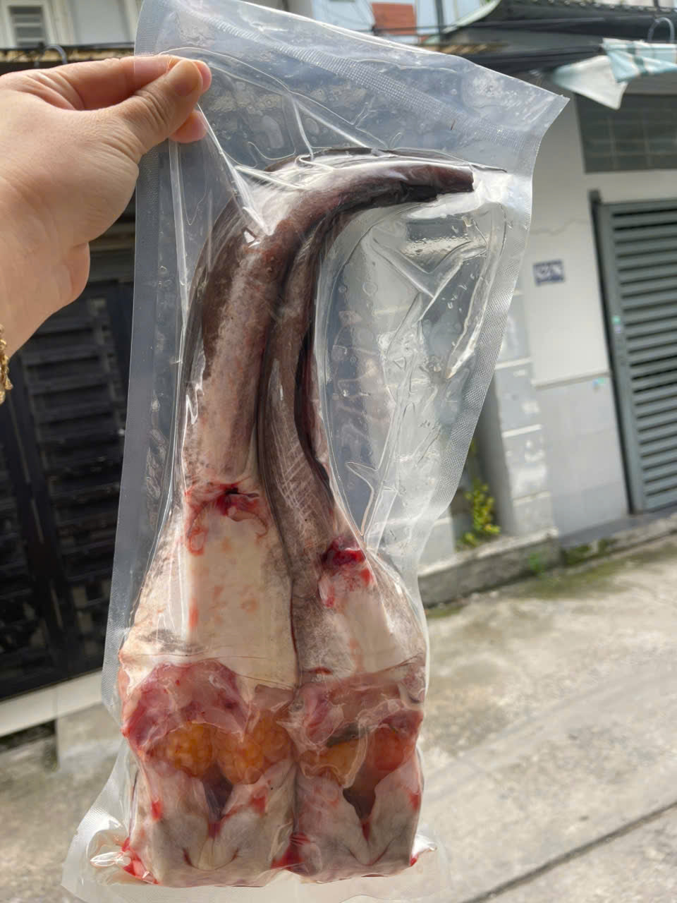 Cá ngát ôm trứng