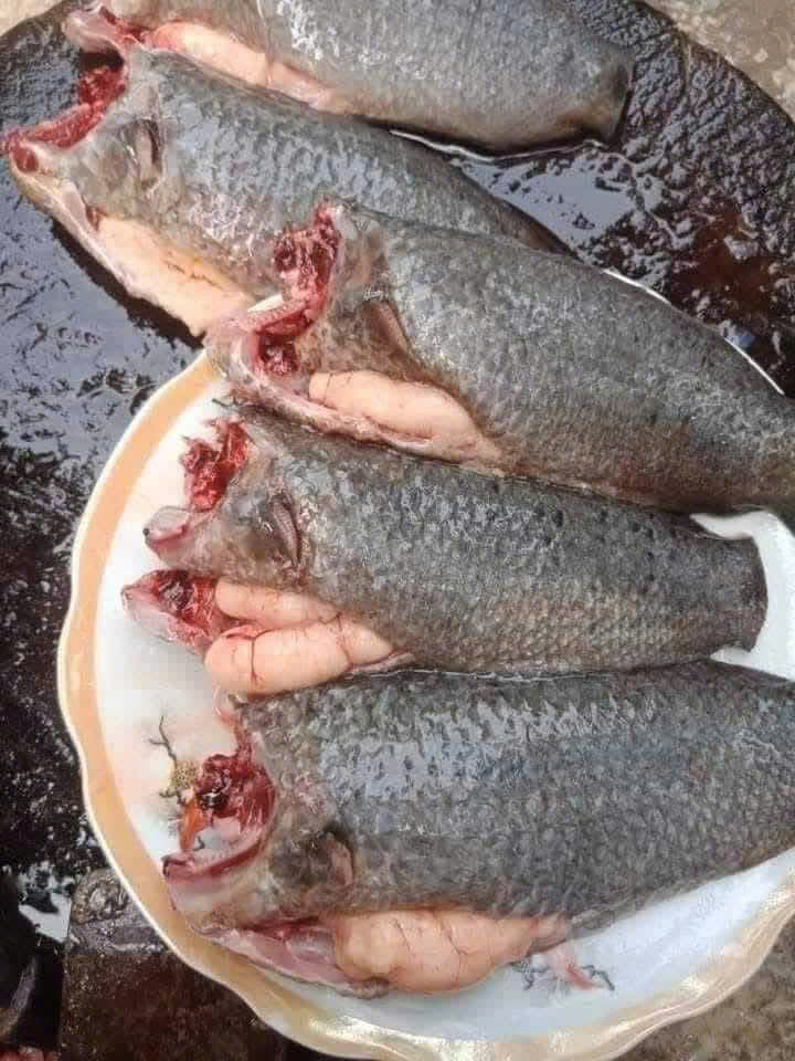 CÁ RÔ TRỨNG LÀM SẠCH