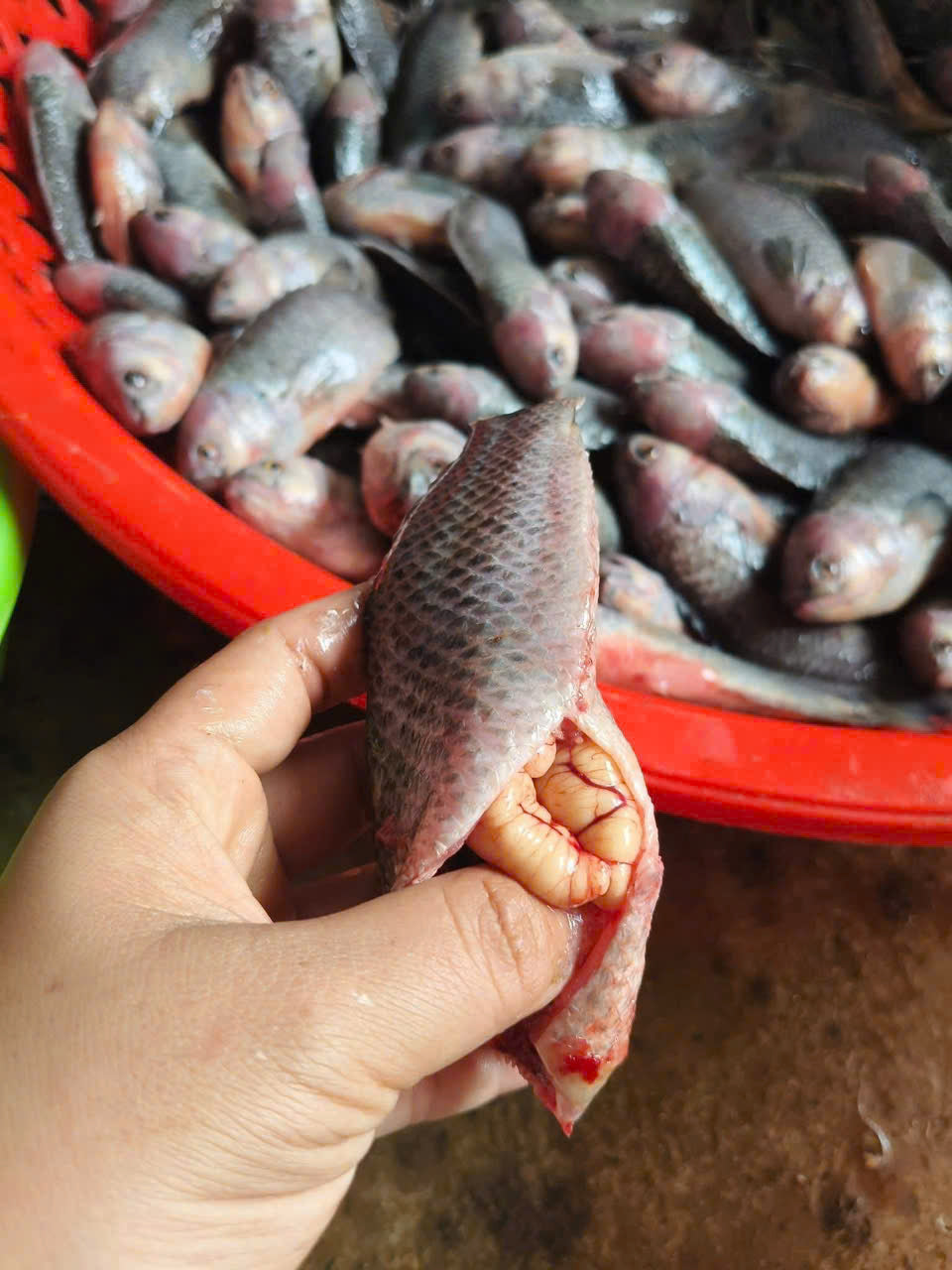CÁ RÔ TRỨNG LÀM SẠCH