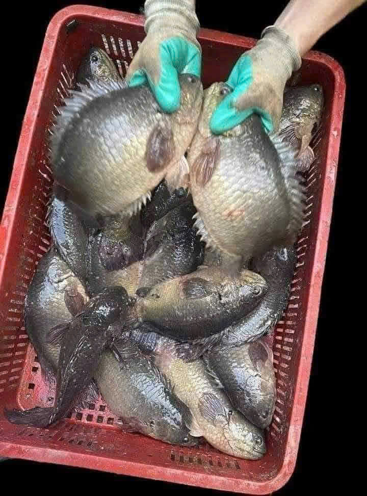 CÁ RÔ TRỨNG LÀM SẠCH