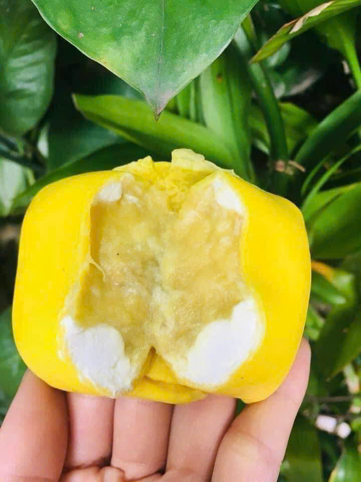 BÁNH PHÚ SỸ SẦU RIÊNG 650G