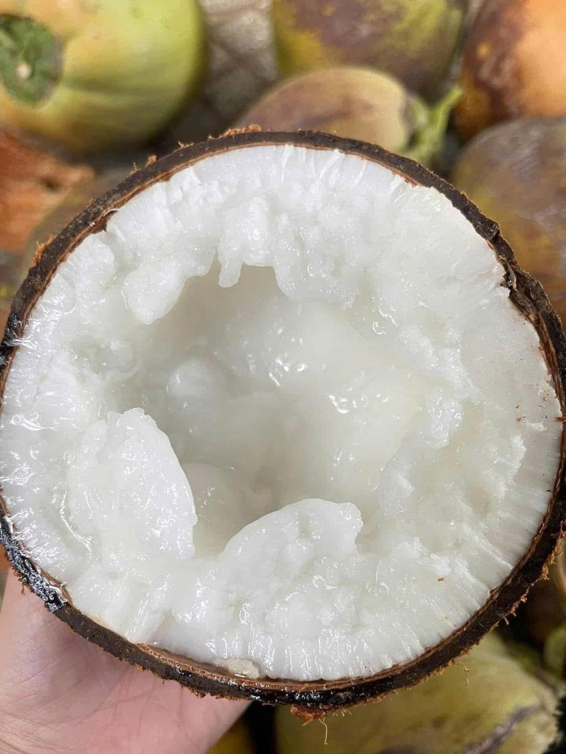 DỪA SÁP