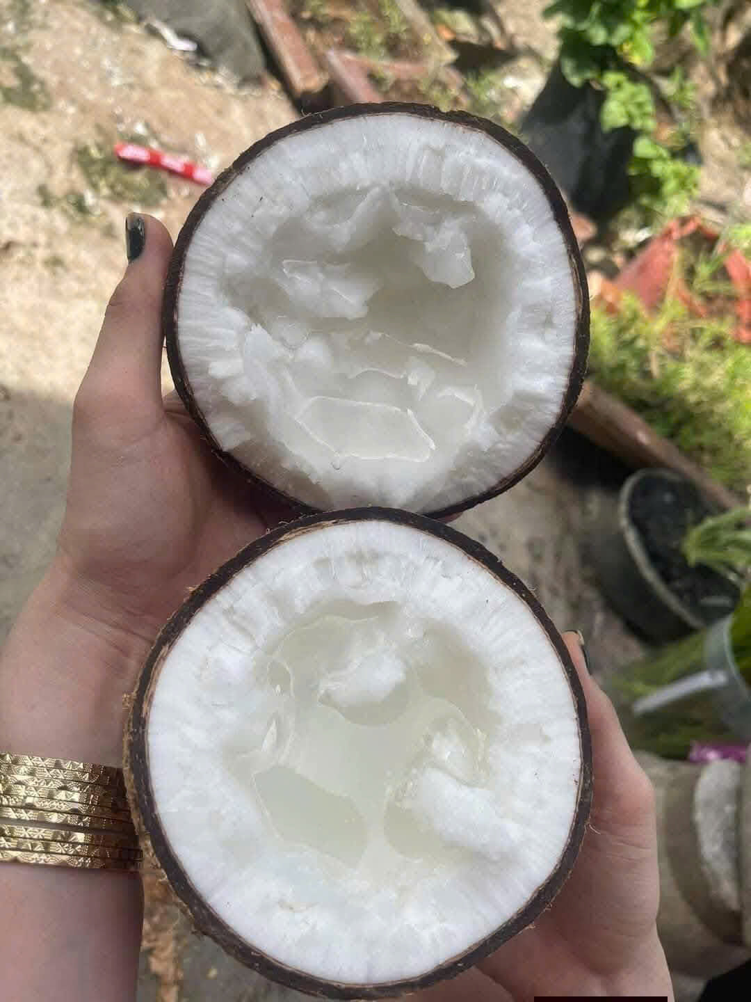 DỪA SÁP