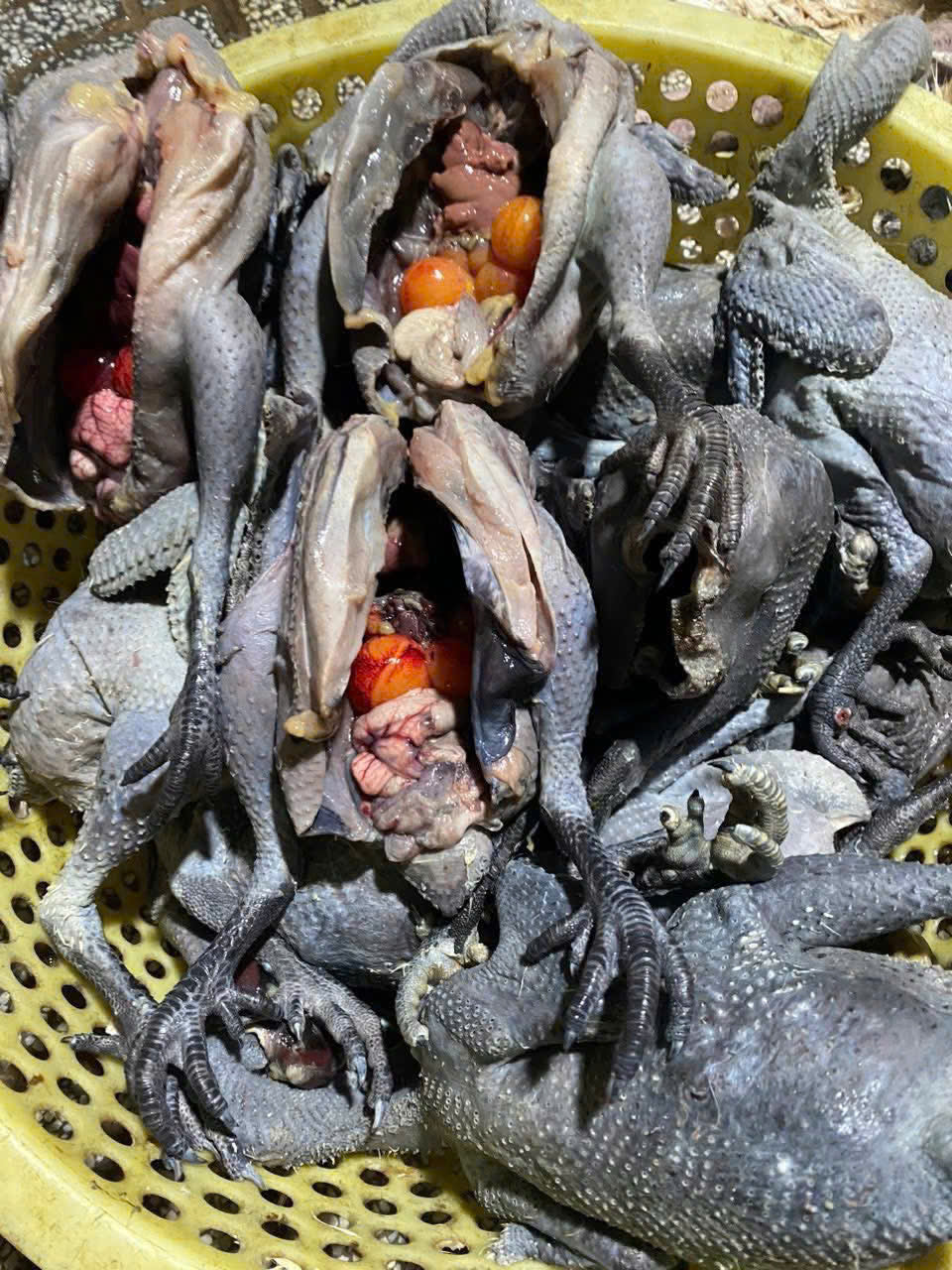 GÀ ÁC ÔM TRỨNG