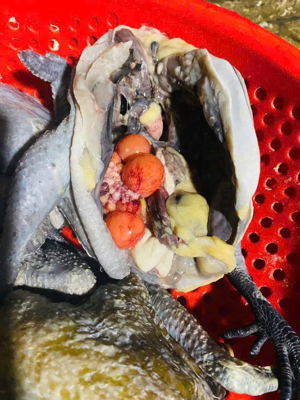 GÀ ÁC ÔM TRỨNG