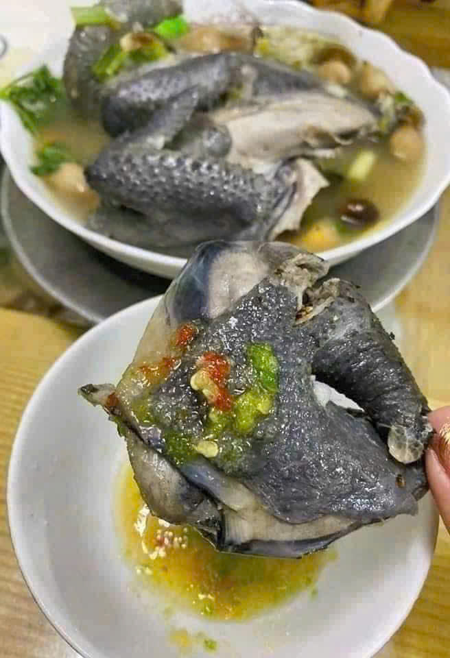 GÀ ÁC ÔM TRỨNG