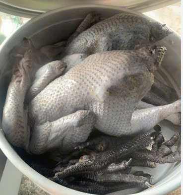 Gà đen hmong