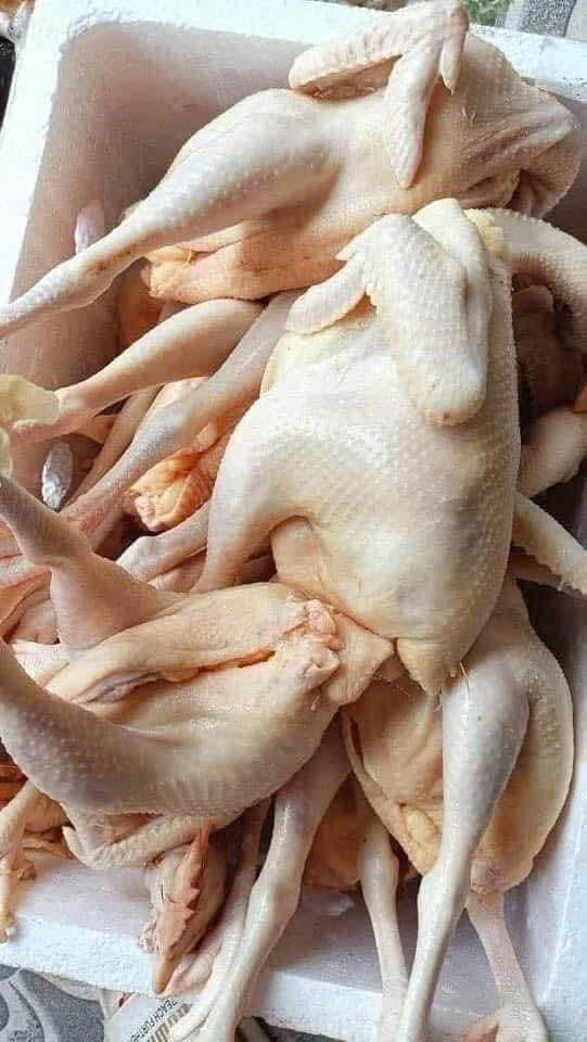 GÀ TƯƠI KÈM LÒNG