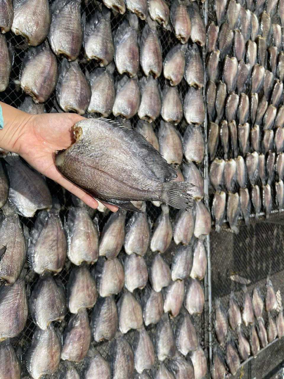 KHÔ CÁ SẶC