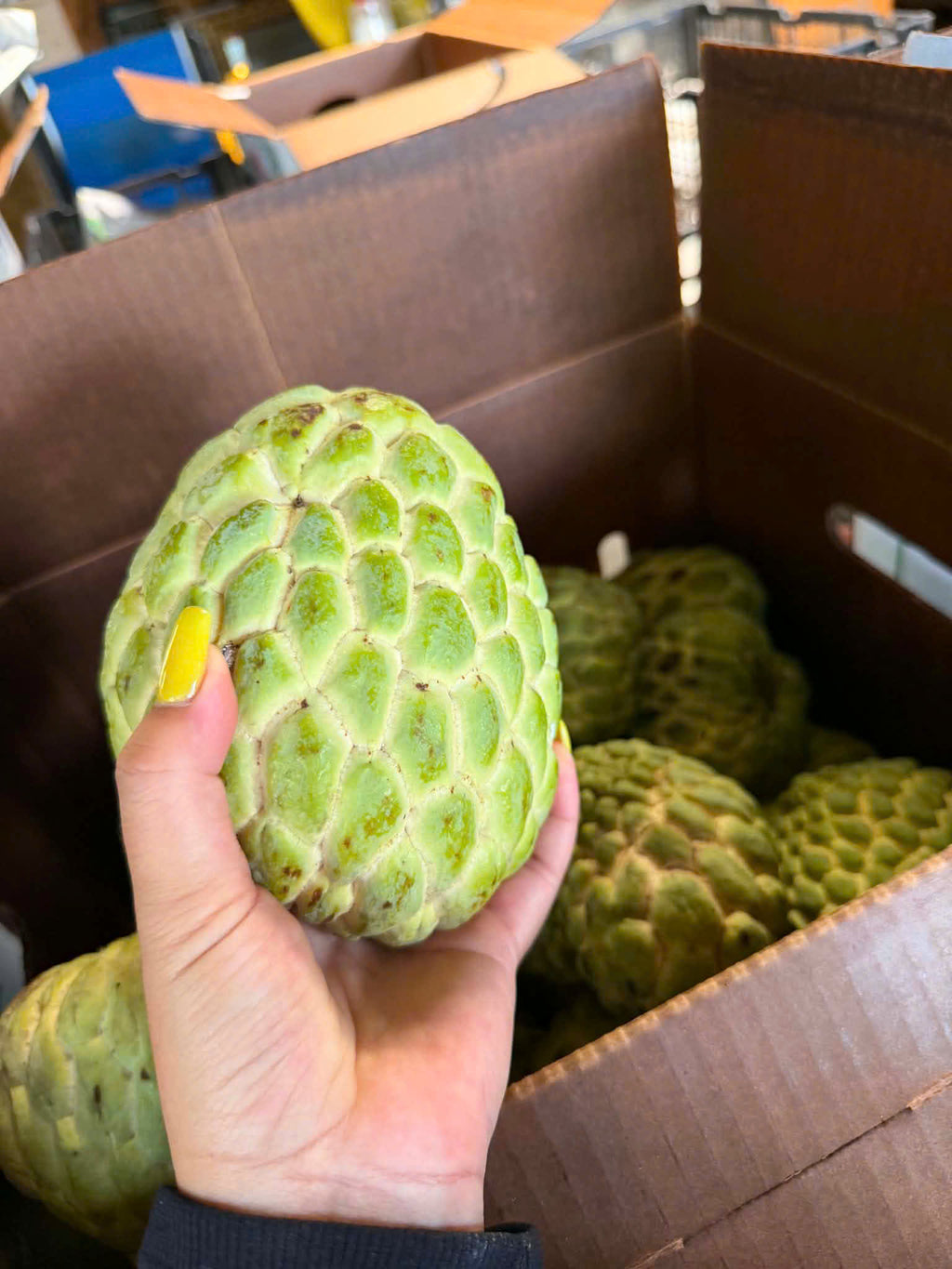 MẴNG CẦU NA HOÀNG HẬU FREESHIPPING
