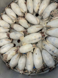 MỰC DỒN THỊT (HẤP CHÍN - KHÔNG SỐT)