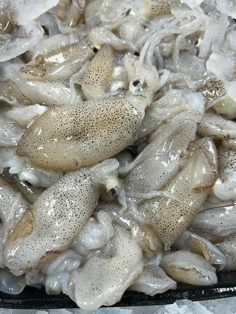 MỰC SỮA TEXAS