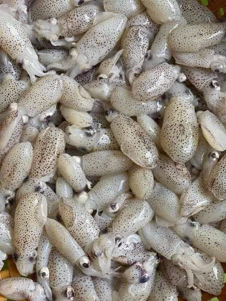 MỰC SỮA TEXAS
