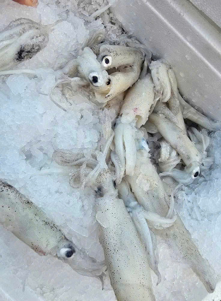 MỰC TƯƠI CALI (80% có trứng)