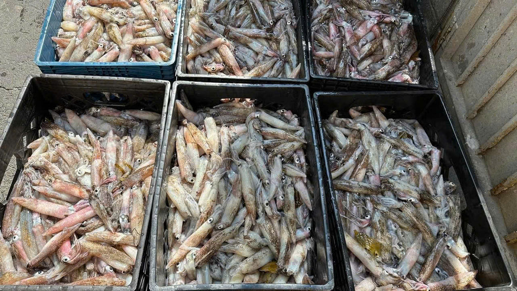 MỰC TƯƠI CALI (80% có trứng)
