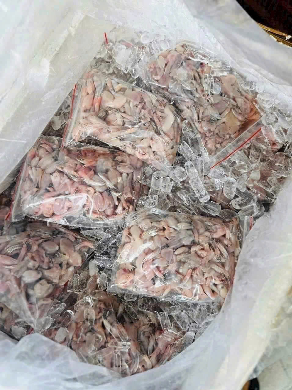 Nhái tươi ( đặc sản vũ nữ chân dài )